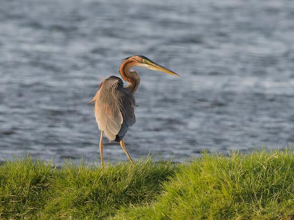 <h3>Ardea purpurea / Purple heron / Purperreiger</h3>OM-1 Mark II with OLYMPUS M.150-400mm F4.5, 1/2000 sec at F8.0, ISO 3200, distance 63.5 m